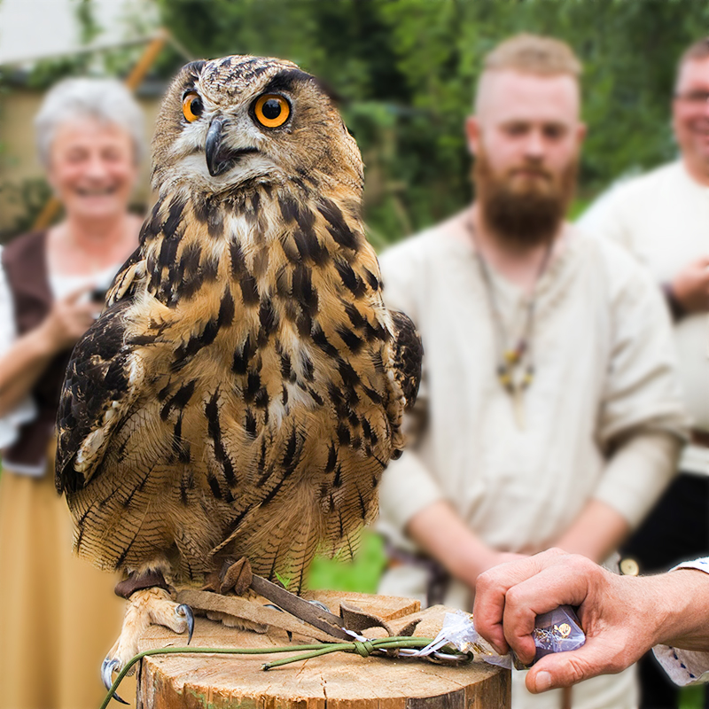 der Uhu bringt die Ringe