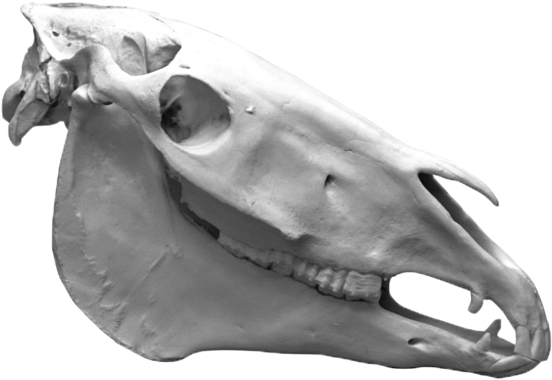 Pferdeschädel
